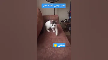 صوت يجذب القطط 