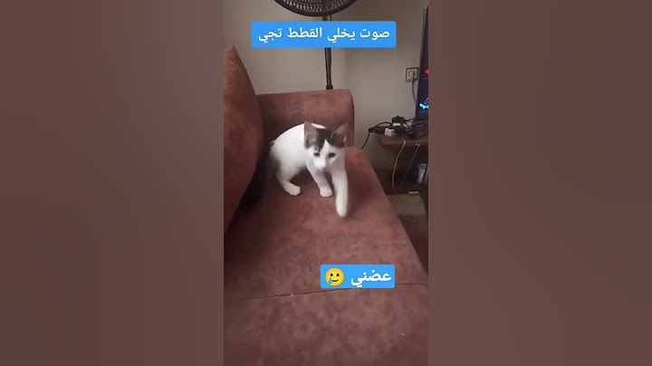 صوت يجذب القطط