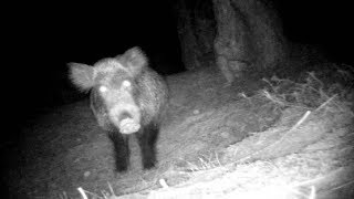 Fotokapana Yakalanan Domuzlar Wild Boar in Turkey