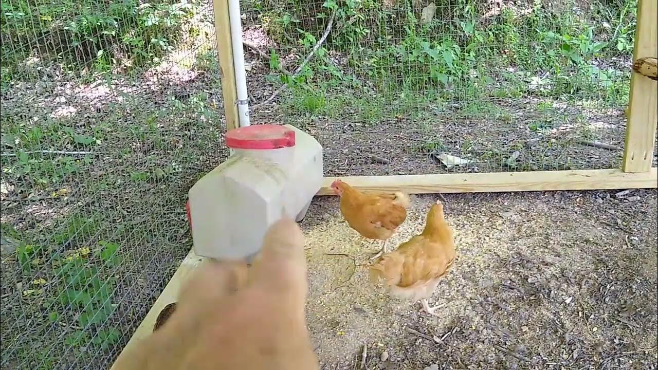 Chicken Coop Update YouTube