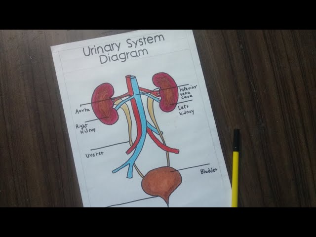 The Urinary System, me, watercolor and ink, 2021 : r/Art