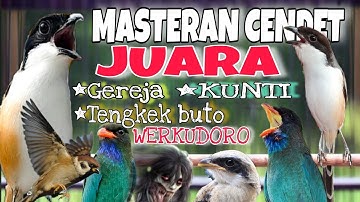 MASTERAN CENDET JUARA NASIONAL FULL TEMBAKAN PANJANG KEKINIAN TERLENGKAP 2025