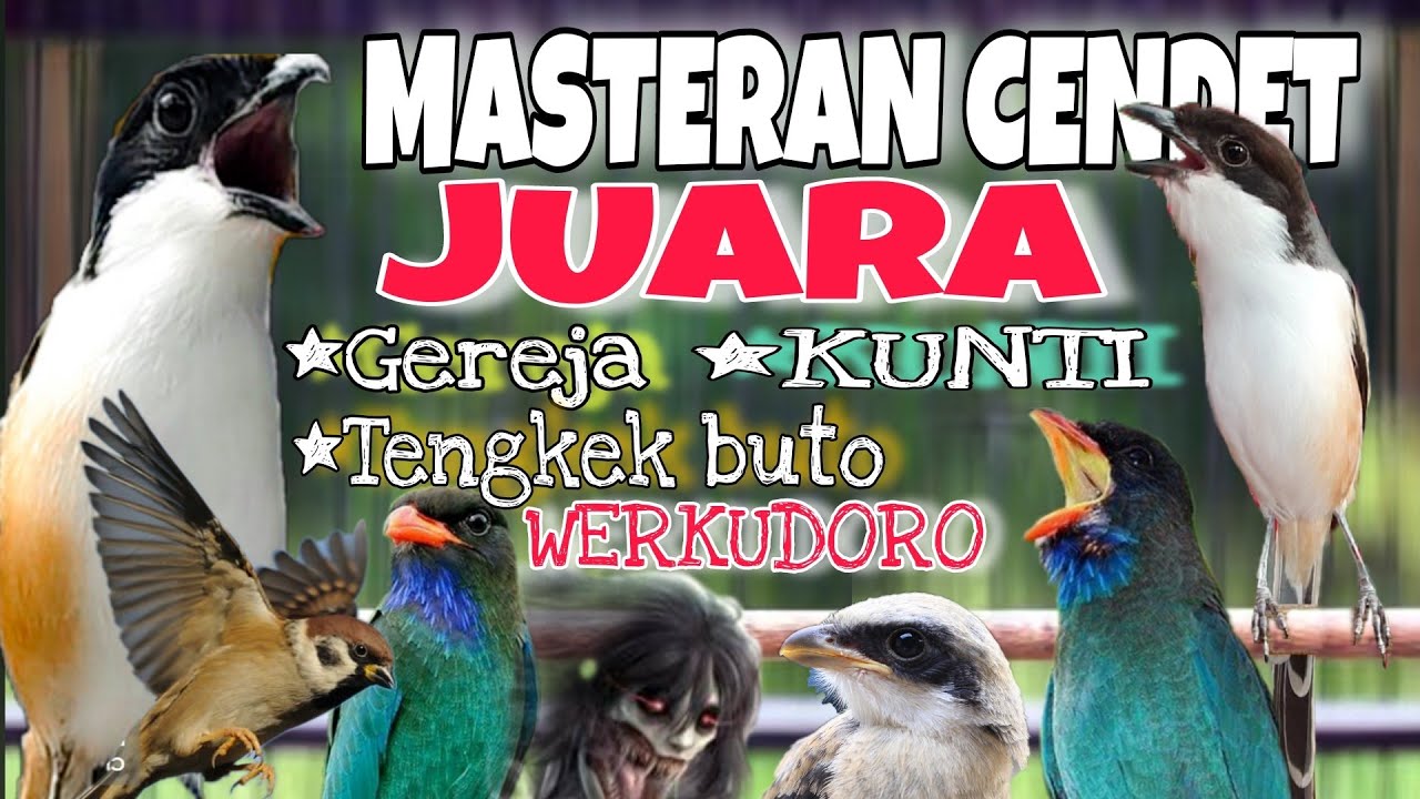 MASTERAN CENDET JUARA NASIONAL FULL TEMBAKAN PANJANG KEKINIAN TERLENGKAP 2025