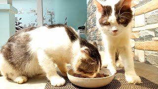 Cats come and go just for food by Cats Feed Journey 372 views 10 days ago 3 minutes, 25 seconds