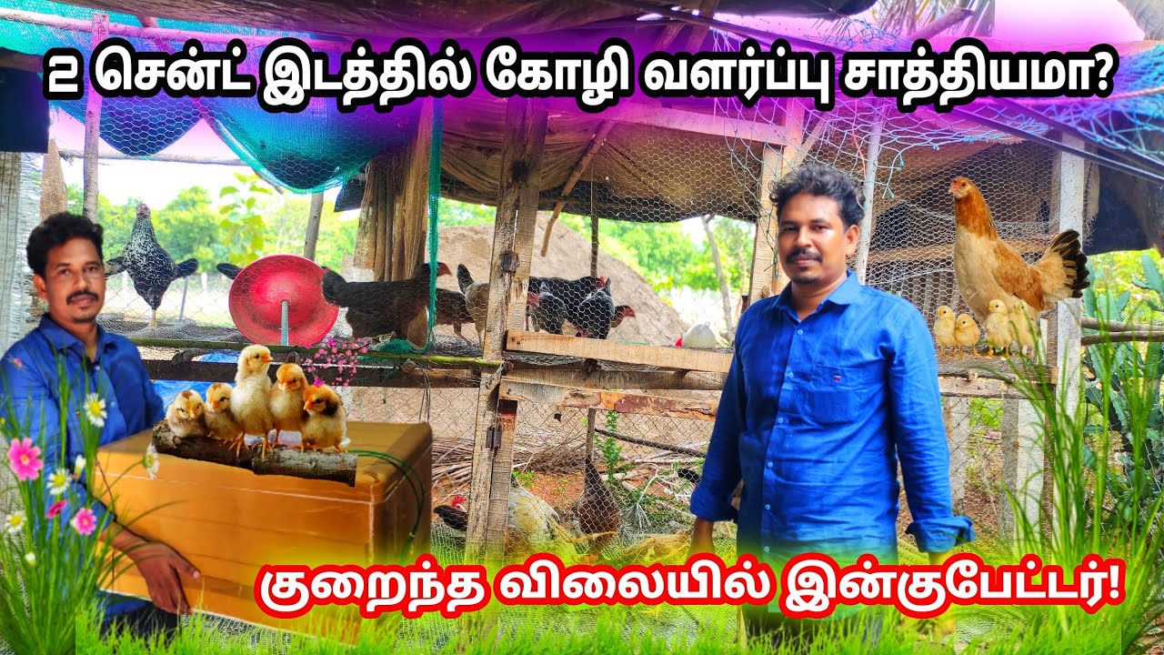 🐓தொடர் தோல்விகளுக்கு பிறகு வெற்றி கண்ட பண்ணையாளர்! சிறுவிடை வளர்ப்பு!