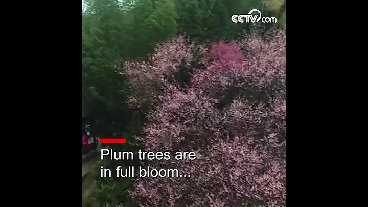 Plum blossoms bloom in early spring| CCTV English - DayDayNews