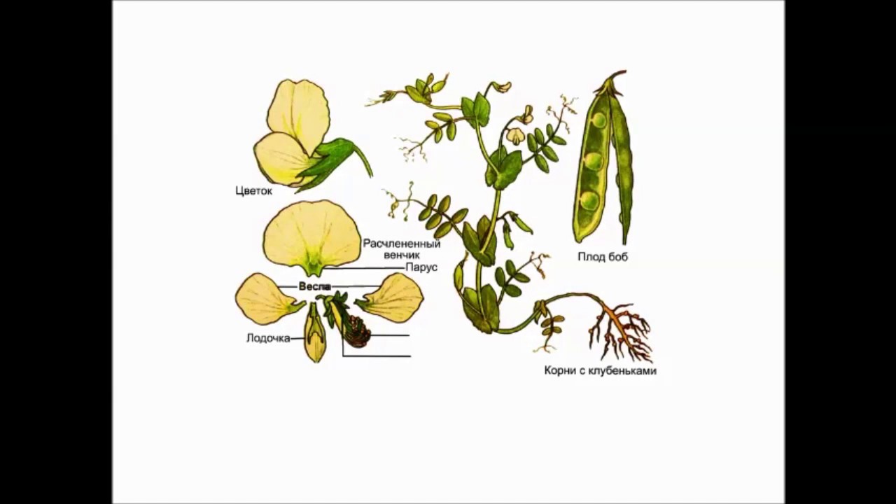 Боб сои является плодом. Боб сои является плодом. Строение бобовых. Семейство мотыльковые фасоль. Двудольные растения семейства бобовые.
