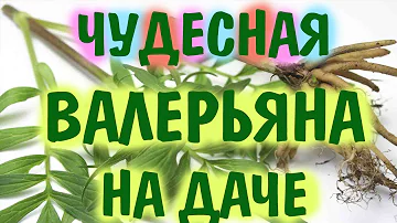 Моя валерьяна. Полезные растения на даче