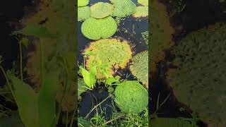 Foxnut Farming In India🇮🇳plz like and subscribe to my channel 👇@OurIndian-Heritage