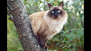 [Balinese] Balinese Cat || Balinese cat talking || Balinese cat allergies || Balinese cat care