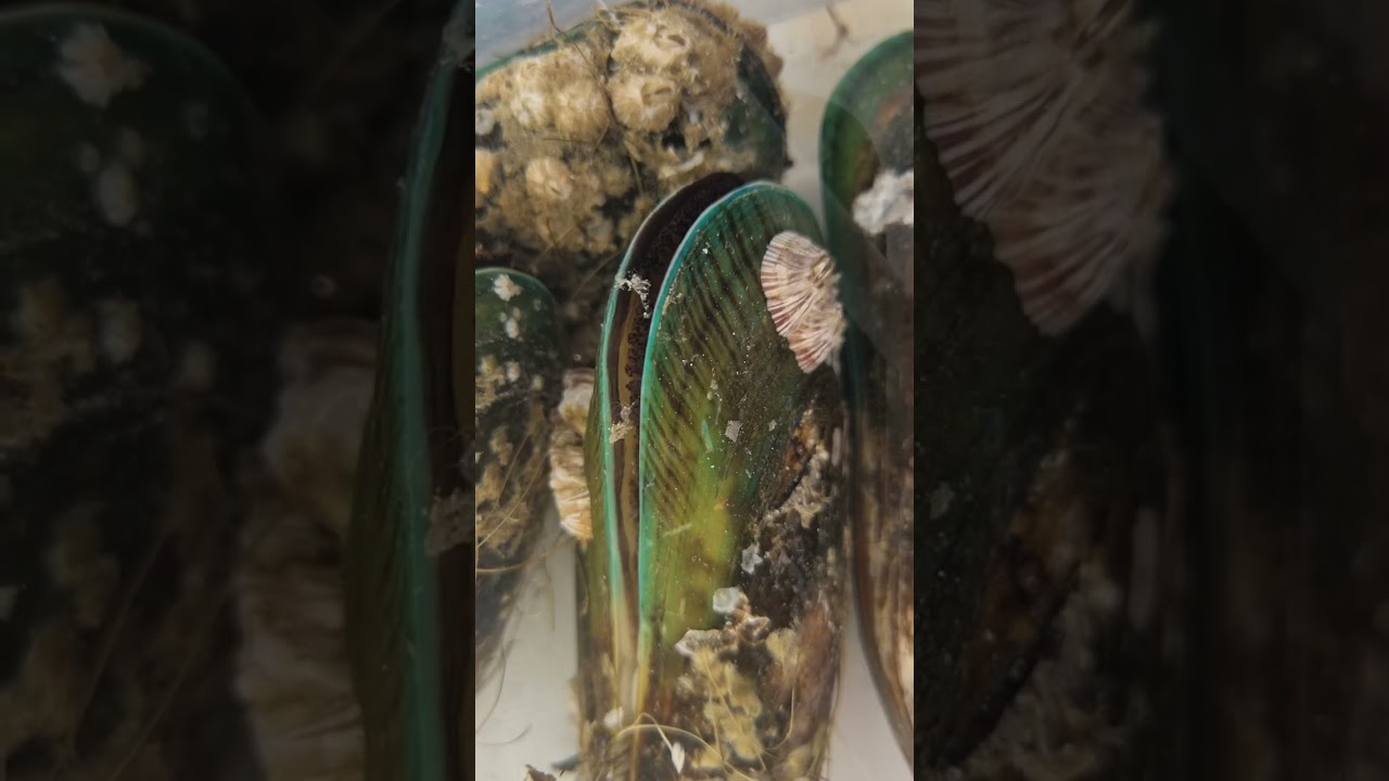 Greenlip mussel filter feeding