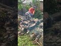 raja hutan