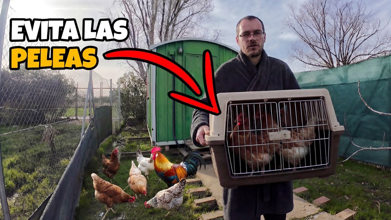 Así tienes que introducir a tus nuevas gallinas para evitar peleas con las antiguas.