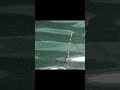 遠矢ウキが沈むアタリの瞬間