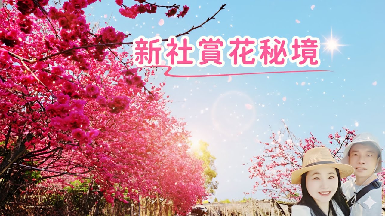 賞樱秘境，台中新社百花齊放，春天賞花採果都在這，比後花園更美！