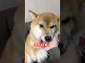#柴犬 #柴犬のいる暮らし #shibainu #柴犬マニア #柴犬大好き #柴犬部 #柴犬ライフ #shibainustagram #癒し #心亜 #dog #しばいぬ #시바견