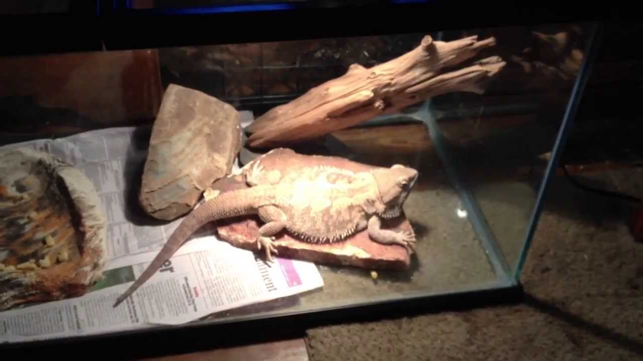 herpetologist meaning New Reptiles & Reptile Room Update
