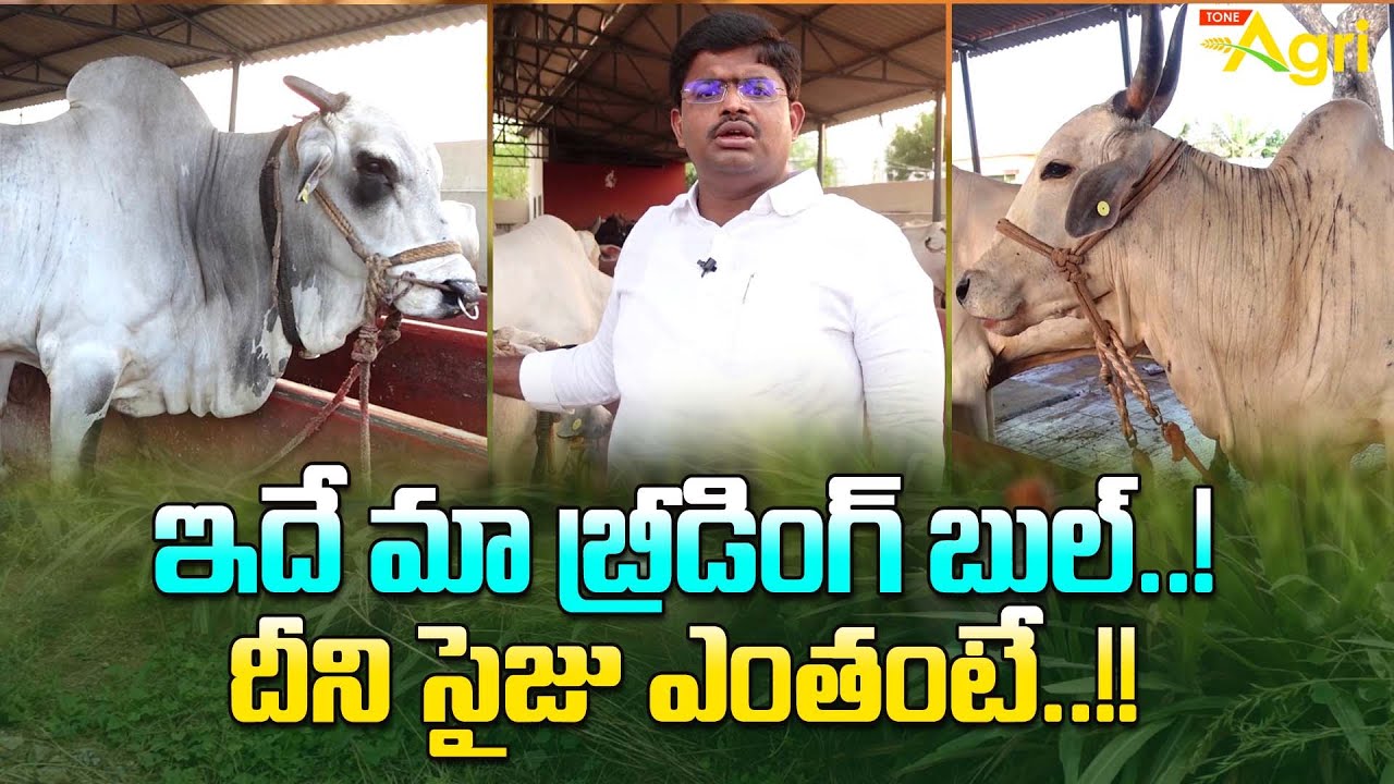 Ongole Cattle Farming | ఇదే మా బ్రీడింగ్ బుల్..! దీని సైజు ఎంతంటే..!! Tone Agri