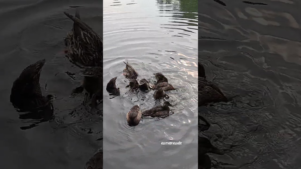 Mallard Duck Dabbling in water for feed in USA 
