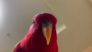 Red Bird Wuewuewue 2, But I Changed It To Vine Boom Sound Effect