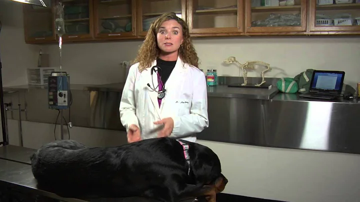 How to Recognize Constipation in a Dog : Dog's Health