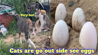 Cats are go outside see eggs. #cat #cutecat #lovely #enjoycat #kitten #kitten