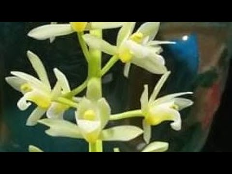 Lan Kiếm Giá Rẻ-Quân Phương: Điện Biên,Minh Tuyết.0356726889