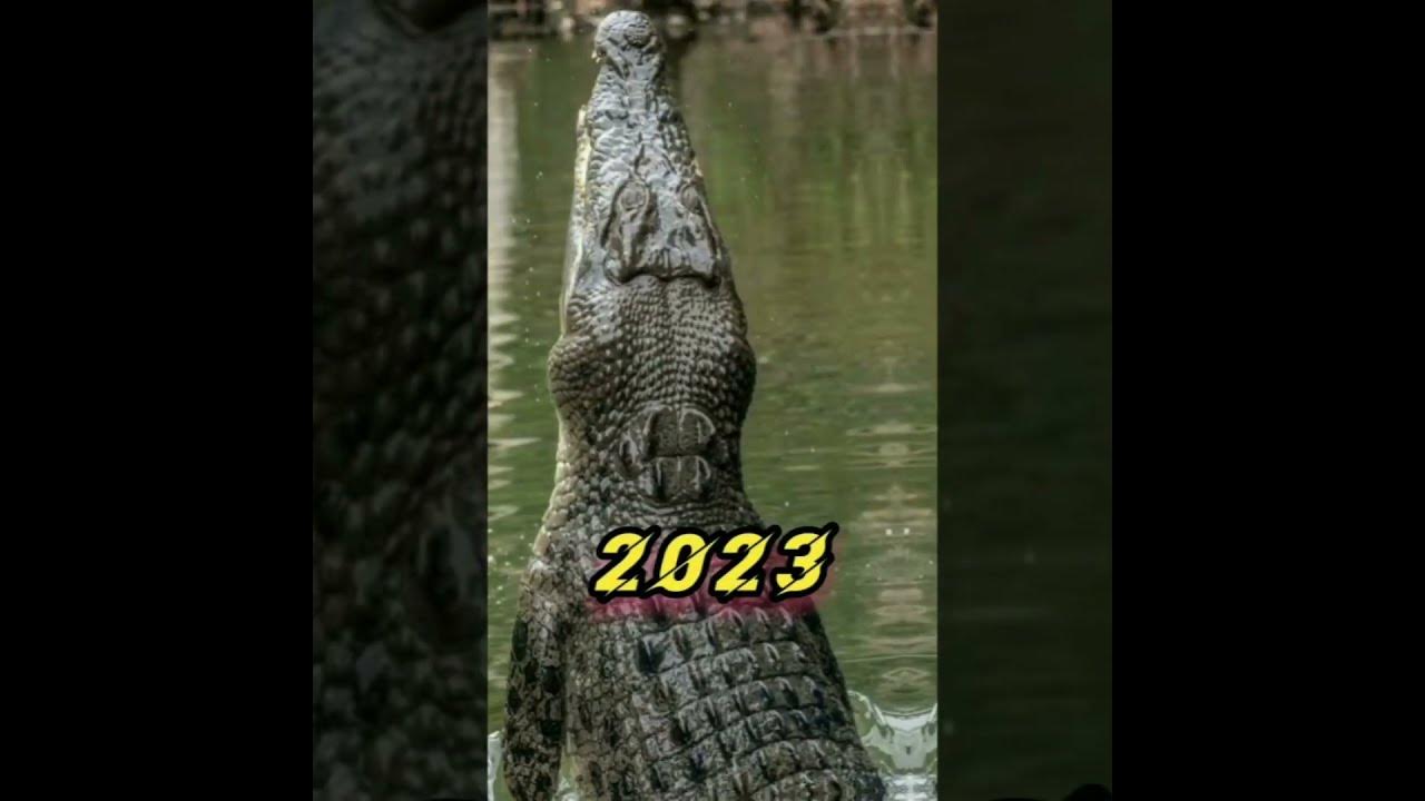2023_CROCODILE_vs_5000_bce_CROCODILE%F0%9F%A6%deo_PART_2_%23anime#short ...
