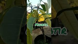 Download Lagu Mangga kombinasi 3 in one #bibitmangga #varianunggul #tanamanbuah #shorts MP3