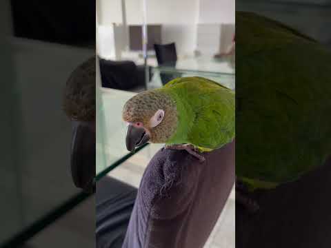 Dusky conure chirps for the camera!