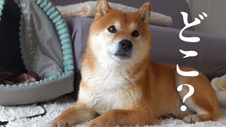 The day my Shiba Inu sister was gone for half a day. My brother continued searching desperately.