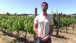 Washington and Oregon Wine Primer