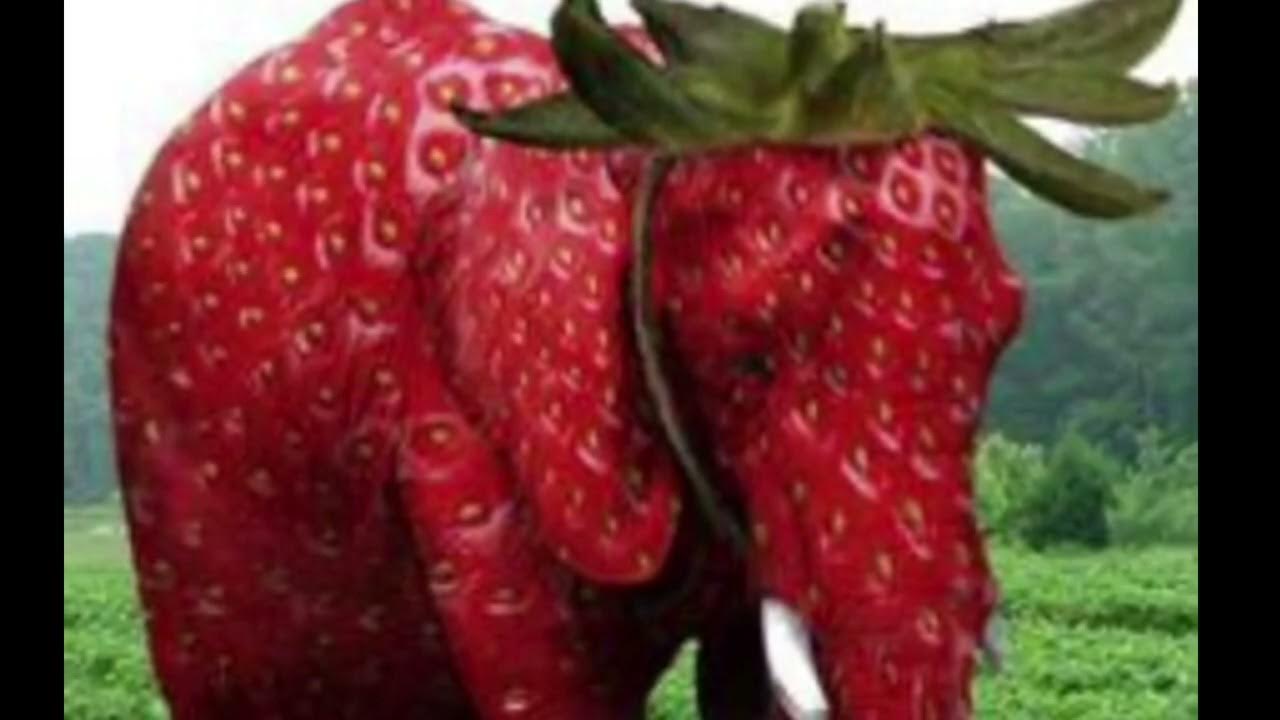 КЛУБНИЧНЫЙ СЛОН 😦 - YouTube