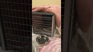 He’s in my climate controlled shed spending the night until tomorrow’s surgery. #tnr #cat