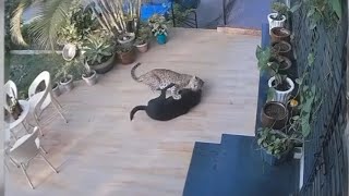Brave dog off hungry jaguar fights #dog #leopard #dog3 #like