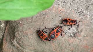 European Firebugs Pyrrhocoris apterus Insects Spring Mating Behaviour / Nature Footage