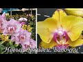 Новые Сортовые Орхидеи "Бабочки"|Ph. Sweet Girl, peloric 2,5' |Ph. Sogo Diamond 'HLW', peloric 1,7'
