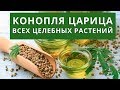 КОНОПЛЯ ЦАРИЦА ВСЕХ ЦЕЛЕБНЫХ РАСТЕНИЙ