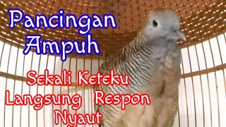 Perkutut Bangkok Gacor Alunan Suara Merdu Sekali Ketekuk Langsung Respon