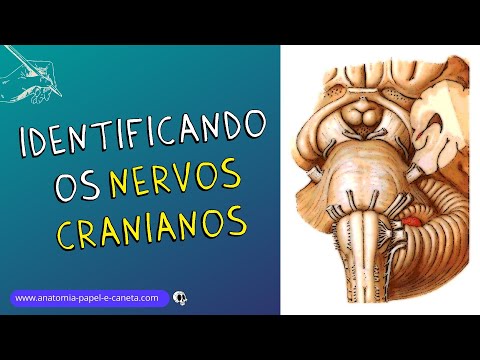 How to identify the CRANIAL NERVES in the brainstem | APPARENT ORIGIN OF THE CRANIAL NERVES