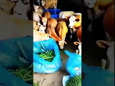 Nuts to cows 🐮 #funny #animalart #cute #aiart #shorts #shortsfeed #short #youtubeshorts #reels