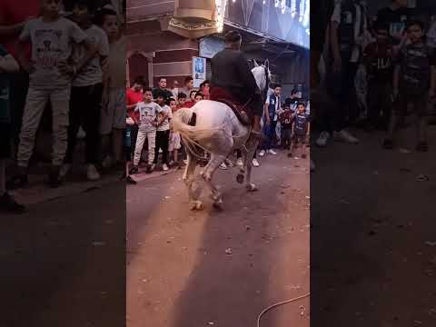 حصان يرقص علي المزمار في المنوفيه حصان يرقص علي المزمار في المنوفيه