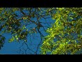 Soft Classical Ensemble Healing Playlist for Stress Relief and Inner Balance 🌸