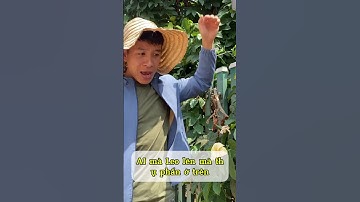 Cách thụ phấn cho cây  0856.718.719 gấc #giống_gấc #nôngnghiệp #lượng_gấc #cách_trồng_gấc