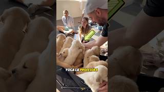 El pequeño golden retriever entró en mi vida como un ángel.#foryou #pets #animals #lovestory #cute