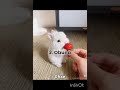 Shartlarni bajaring! #chxe #chxeys #rekk #youtube #cat #puppy #dog #rabbit