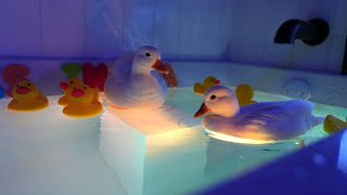 🔴 Pet Ducks in the Bathtub 🐥🧼 Relaxing LoFi Music / Aesthetic LoFi screenshot 3