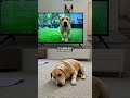 Decoding Your Pet's Odd Behaviors: What They're Really Trying to Tell You