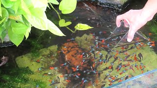 Aquarium (Dumbo Redtail Halfmoon Guppies) After 14 months 😍