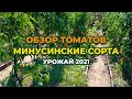 Обзор томатов Минусинские! Сезон 2021